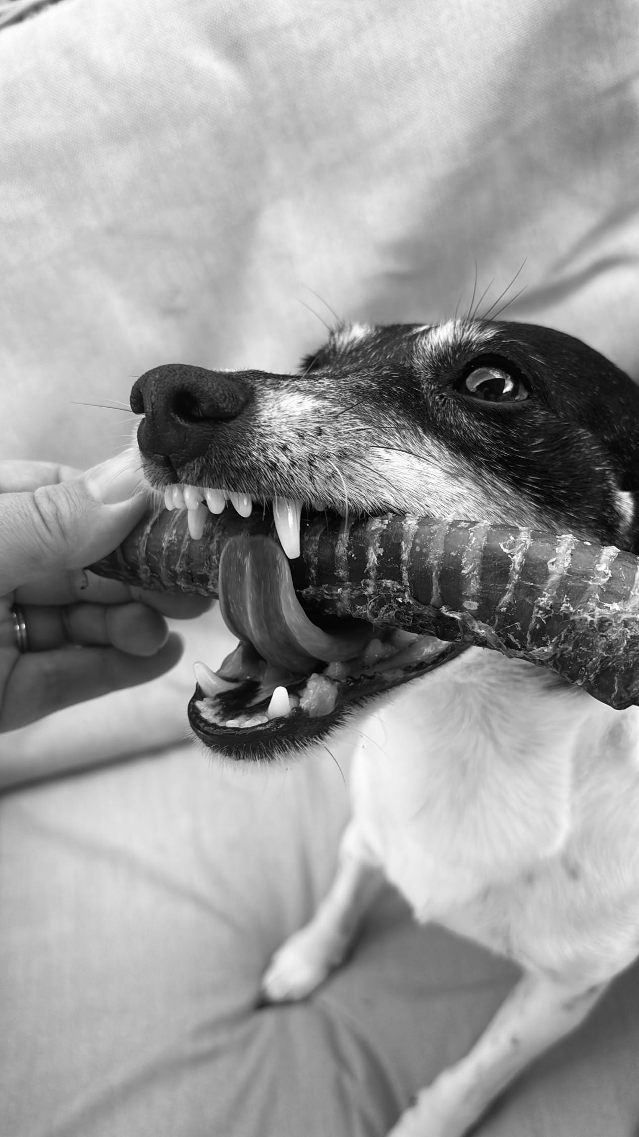 FurMajesty air-dried New Zealand venison trachea dog chew